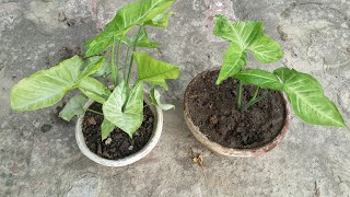 Syngonium Arrowhead vine plant How to grow amp care हिंदी Urdu [upl. by Woodrow274]