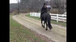 Friesian horse Willem at Liberty [upl. by Laehpar]