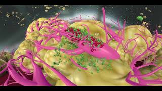 HCC pathophysiology treatments and mechanisms [upl. by Anahsar435]