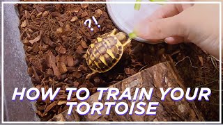 How to train your baby tortoise  거북이 길들이기 [upl. by Starobin]