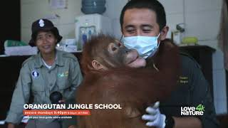 Orangutan Jungle School Program in First Media [upl. by Jerry741]