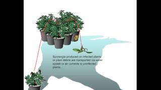 Phytophthora disease cycle [upl. by Wsan]