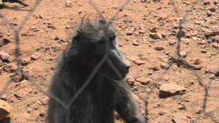 Girl Attacked by a Baboon [upl. by Amahs]