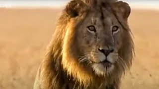 Lion Out of Africa  Why are all the lions disappearing BBC Studios [upl. by Wayne]