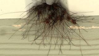 Daddy Longlegs Spider Clumps WEIRD [upl. by Tjader]