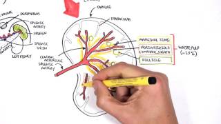 Spleen Anatomy and Physiology [upl. by Weylin]