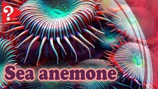 Discover the Amazing Secrets of Sea Anemones [upl. by Nytsirc]