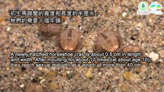 鱟的一生 The life history of horseshoe crab [upl. by Ahsenyt]