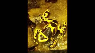 Dendrobates leucomelas drzewołaz żółtopasy [upl. by Motch584]