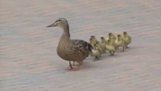 Estos patitos y su mama arrastrados por el viento [upl. by Mays684]