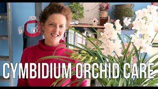 Cymbidium Orchid Care [upl. by Ayamahs]