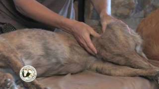 Dog Massage Demonstration [upl. by Adnotal]