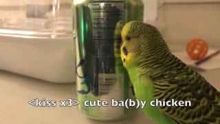 Kiwi the Budgie talks up a storm for two and a half minutes [upl. by Oretna]