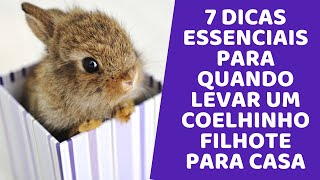 7 dicas essenciais para quando levar um coelhinho filhote para casa [upl. by Haskell]