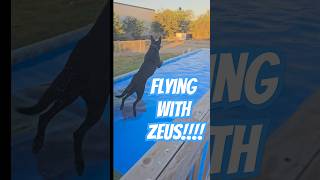 You need to see Dock Diving with ZEUS dog belgianmalinois malinois sportdog fun [upl. by Nocaed]