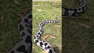 Pure jungle reduced pattern axanthic carpet python snake reptiles wildlife nature [upl. by Missy]