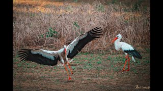 Störche bei der Fütterung der Jungen Storchen Nest Storch [upl. by Juan]