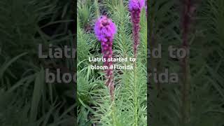 Liatris Spicata [upl. by Sabina]