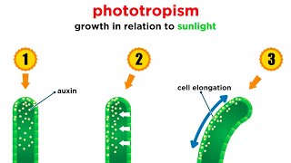 Mechanisms of Plant Growth [upl. by Armington]