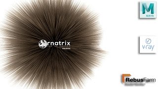 Creating Ornatrix Fur with Maya 2017 VRay amp Rebusfarm [upl. by Paapanen]