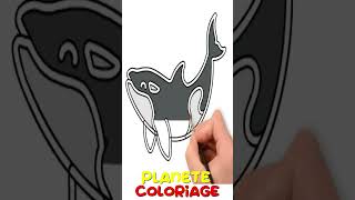 Apprendre Coloriage Orque  Planète Coloriage [upl. by Valley]