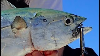 Surf Fishing for False Albacore  Hogy Lure Review [upl. by Eidolem]