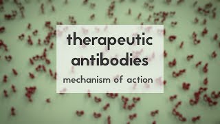 Therapeutic antibodies Part 2 mechanism of action [upl. by Ailesor177]