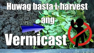 How to harvest Vermicast  Paraan ng pagharvest ng Vermicast [upl. by Arahs]