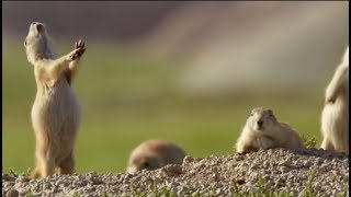 Qué Pasa con los Perritos de la Pradera l Mini Documental [upl. by Parke]