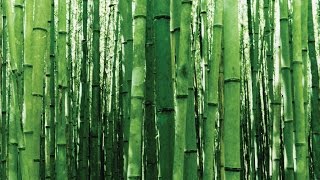 How Fast Does Bamboo Grow [upl. by Kcirredal]