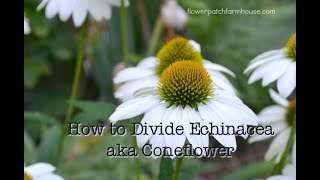 Divide Echinacea to Propagate aka Coneflower simple way to get more [upl. by Jerad]