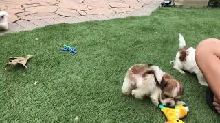 ElsasShichon Puppies Shihtzu Bichon Puppies Timbercreekpuppies Teddybear puppies Playday video [upl. by Garin659]