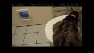 toilet trained cat  Cookie the smart french cat [upl. by Harwilll364]