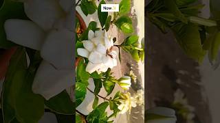 Gardenia PlantMonsoon Gardening shorts viral gardening [upl. by Adiari]