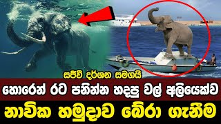 ශ්‍රී ලංකා නාවික හමුදාව මුහුදේ අතරමං වූ අලියෙකු බේරා ගැනීම  Sri Lanka Nevy  Sri Lanka Army [upl. by Ennasil]