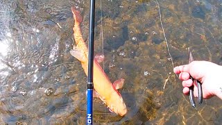 GIANT PALOMINO TROUT Pa Trout fishing 2023 [upl. by Hannaoj]