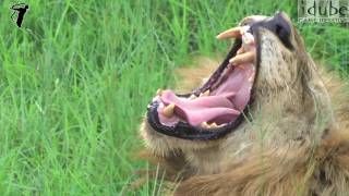 Male Lion Yawning [upl. by Lucas]