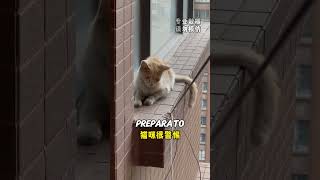 Salvare un Gatto dal Saltare da un Edificio di 30 Piani 💔 [upl. by Rinaldo]