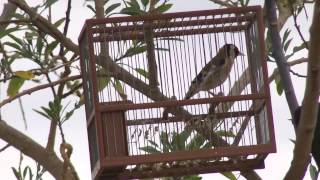 Canto de Jilguero en el campo  Silvestrismo HD [upl. by Oihsoy]