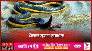 ভয়ঙ্কর বিষাক্ত সাপ কক্সবাজার উপকূলে  Coxs Bazar Beach  Sea Snake  Somoy TV [upl. by Jilleen]