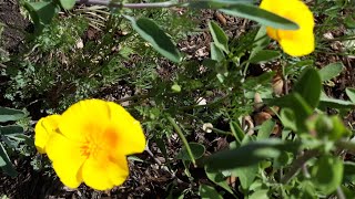 Eschscholzia californica var maritima  California Poppy Coastal Form care [upl. by Nerat]