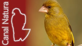 Verderón común Chloris chloris European Greenfinch 4K [upl. by Mcbride]