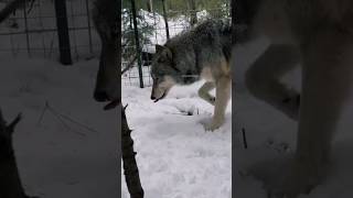 wolf😰😱 [upl. by Rihana592]