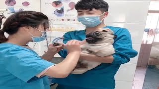 Dramatic Pug Dog Scream At Vet While Getting Nails Clipped Part 2 [upl. by Boesch]