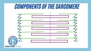 Sarcomere Components [upl. by Saunder]