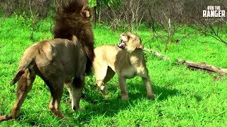 Big Lion Rejected By His Crush  Archive Mapogo Lion Footage [upl. by Aeiram]