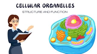 Cellular organelles  structure  function Biology [upl. by Ellenig]