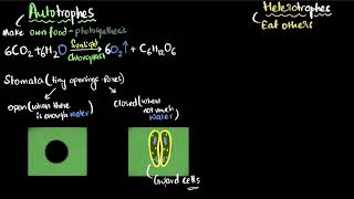 Autotrophic and heterotrophic nutrition  Life processes  Class 10 Biology  Khan Academy [upl. by Sedrul55]