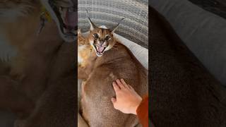 Dangerous pets 😹 Lynx vs Bulldog reaction to stroking [upl. by Birkle]