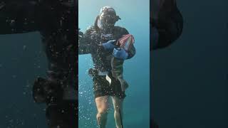 Full length Bahamas spearfishing video dropping soon 🤟 shorts spearfishing 🎥 CJDuffie22 [upl. by Eibocaj]